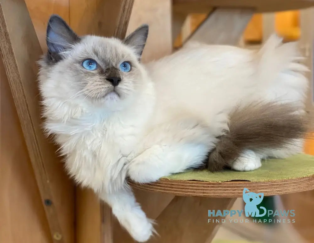 Hanna Ragdoll female blue mitted live animals
