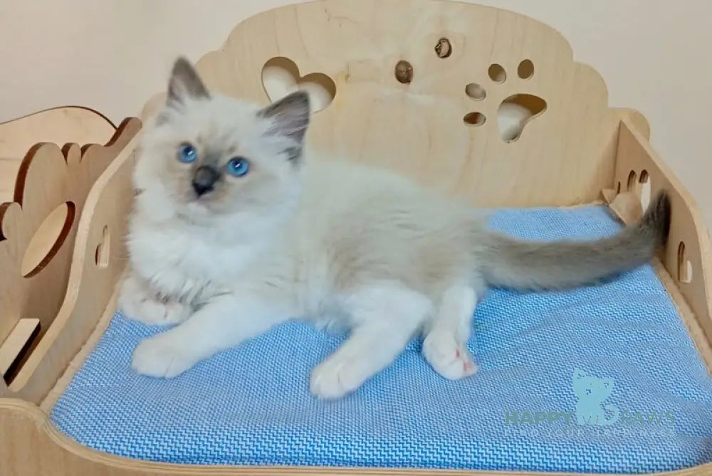 Hanna Ragdoll female blue mitted live animals