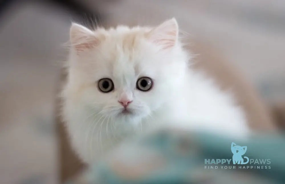Hanna Scottish Straight female cream silver van tabby live animals
