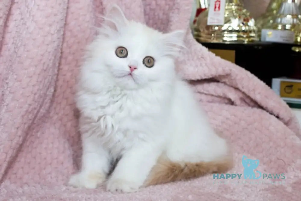 Hanna Scottish Straight female cream silver van tabby live animals