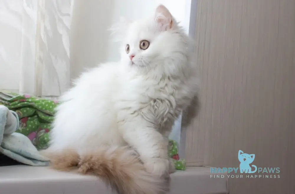Hanna Scottish Straight female cream silver van tabby live animals