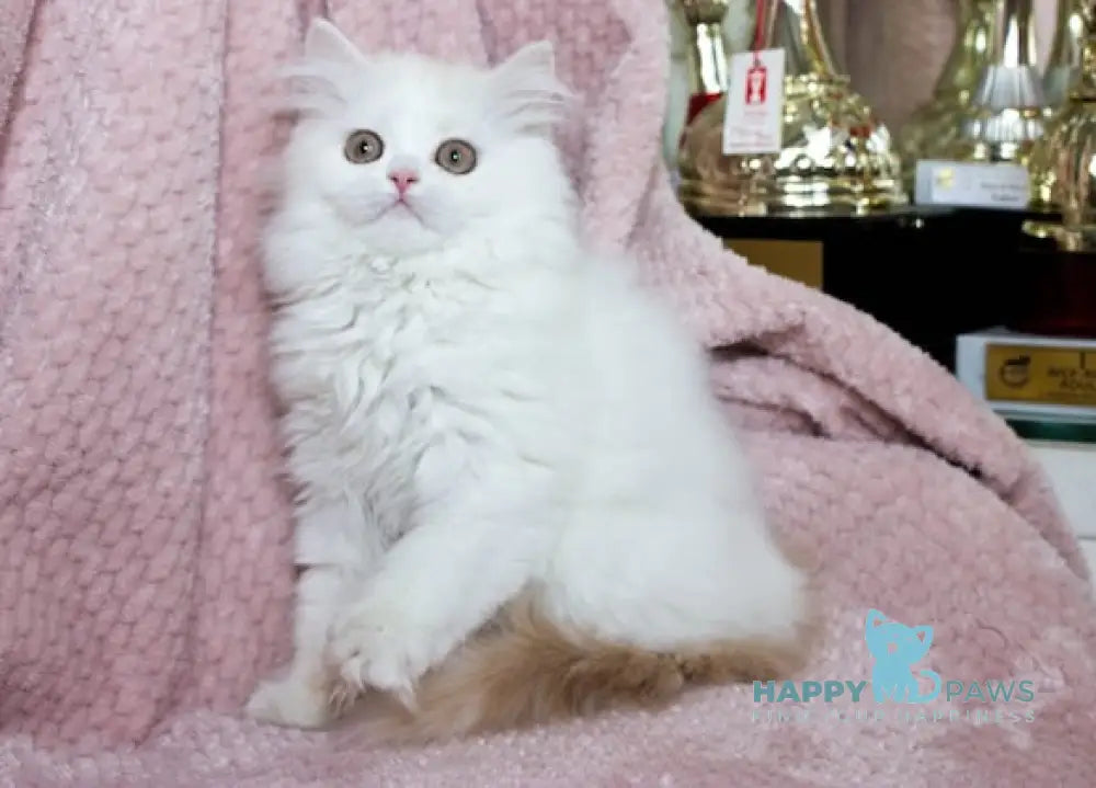 Hanna Scottish Straight female cream silver van tabby live animals