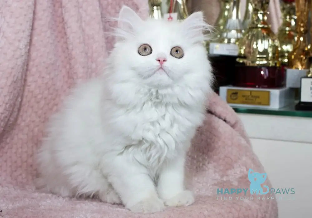Hanna Scottish Straight female cream silver van tabby live animals