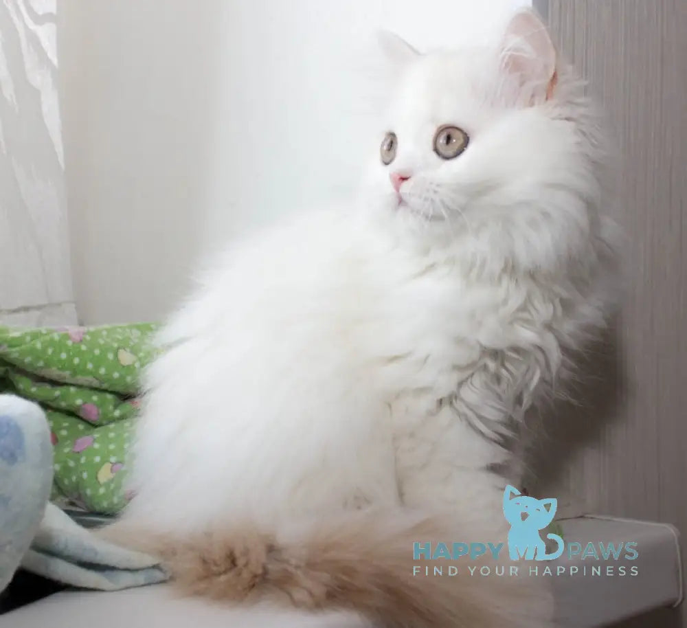 Hanna Scottish Straight female cream silver van tabby live animals