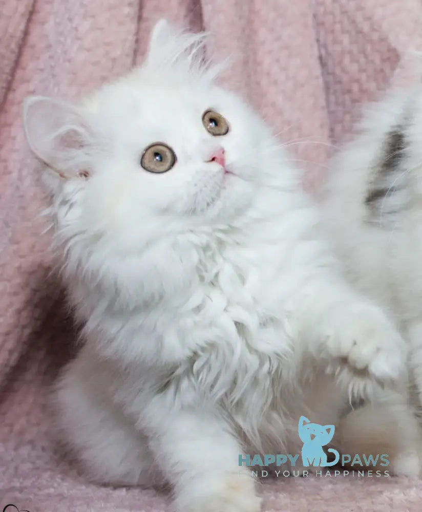 Hanna Scottish Straight female cream silver van tabby live animals