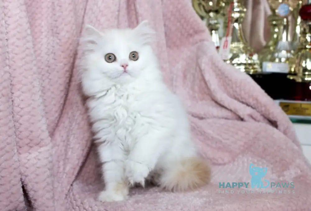 Hanna Scottish Straight female cream silver van tabby live animals