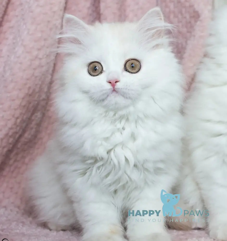 Hanna Scottish Straight female cream silver van tabby live animals