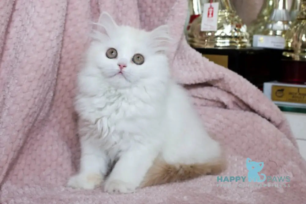 Hanna Scottish Straight female cream silver van tabby live animals