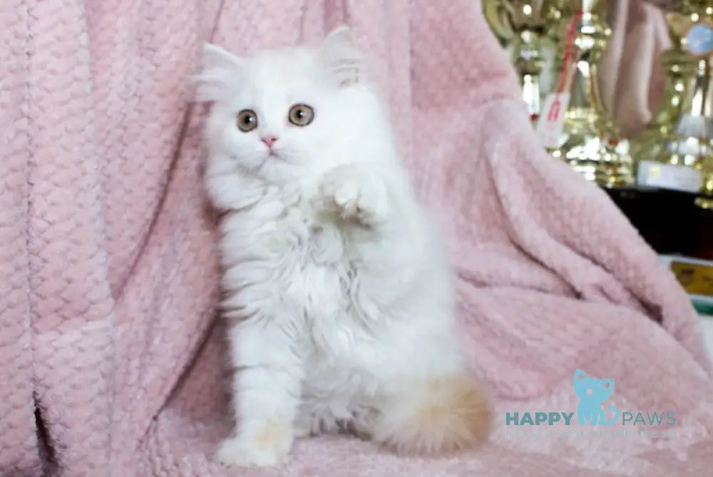 Hanna Scottish Straight female cream silver van tabby live animals
