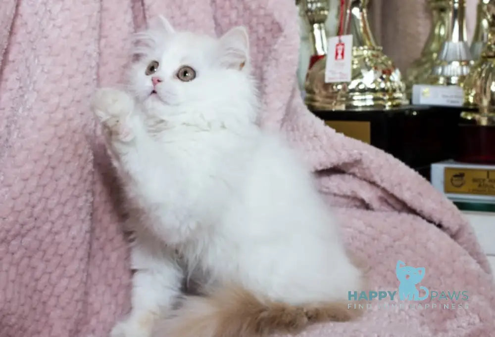 Hanna Scottish Straight female cream silver van tabby live animals