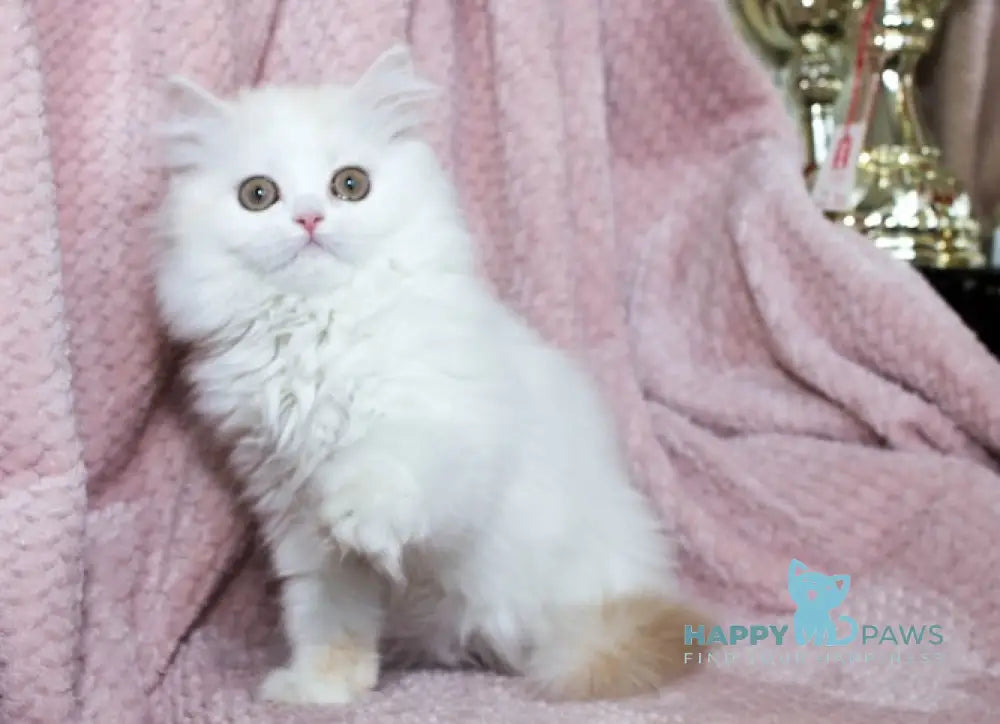 Hanna Scottish Straight female cream silver van tabby live animals