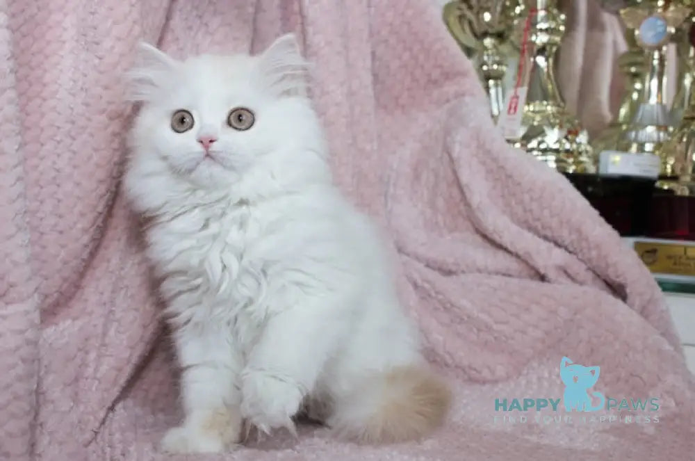 Hanna Scottish Straight female cream silver van tabby live animals