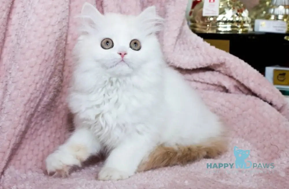 Hanna Scottish Straight female cream silver van tabby live animals