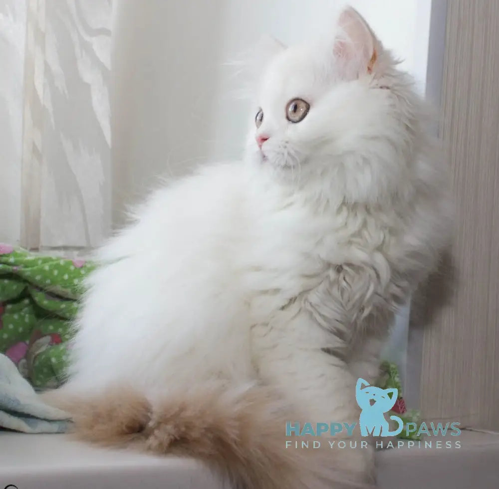 Hanna Scottish Straight female cream silver van tabby live animals