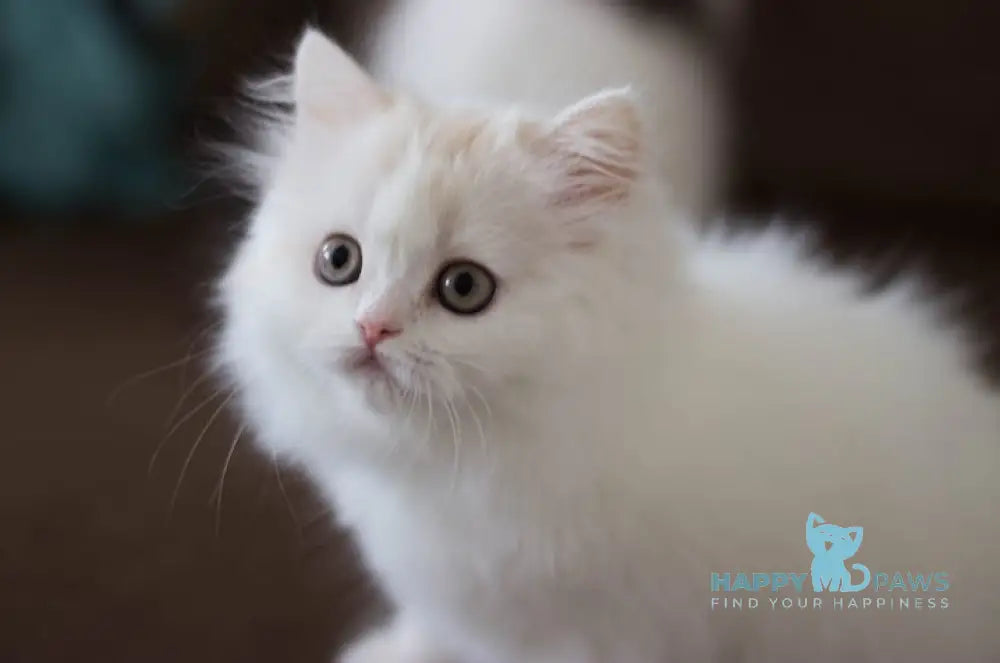 Hanna Scottish Straight female cream silver van tabby live animals