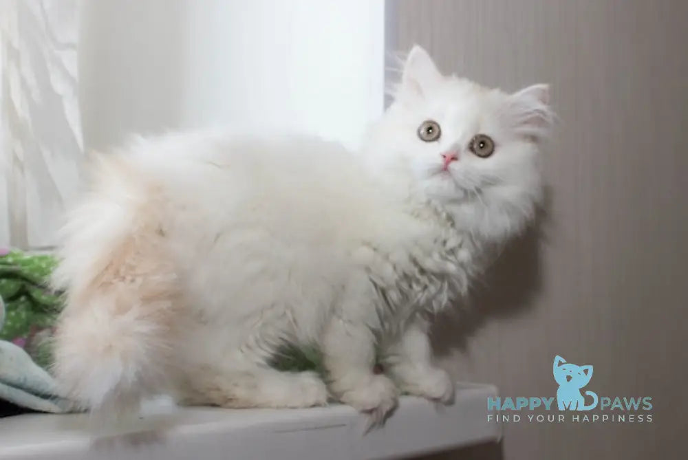 Hanna Scottish Straight female cream silver van tabby live animals