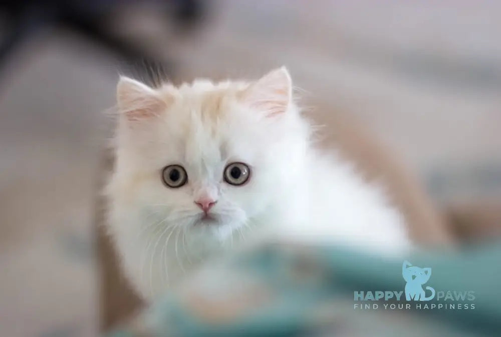 Hanna Scottish Straight female cream silver van tabby live animals