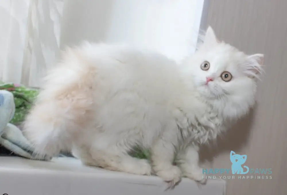 Hanna Scottish Straight female cream silver van tabby live animals