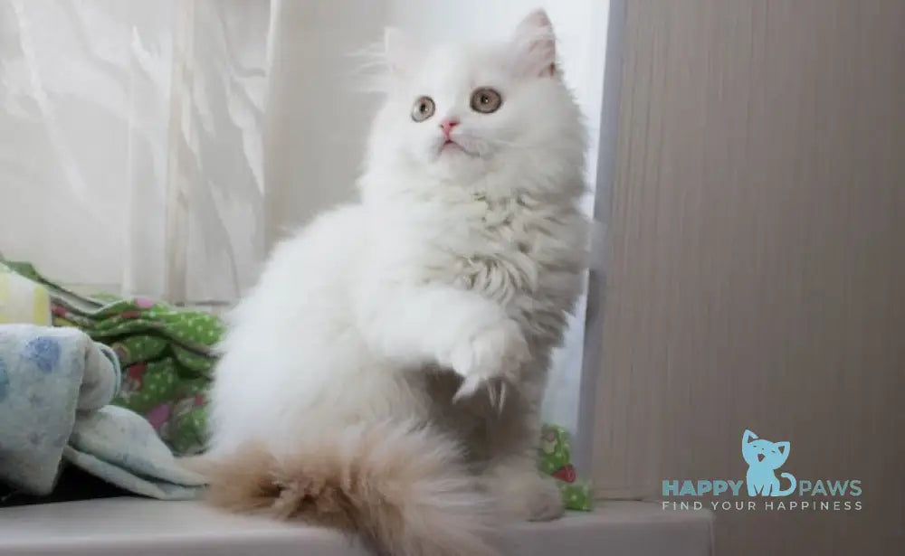Hanna Scottish Straight female cream silver van tabby live animals