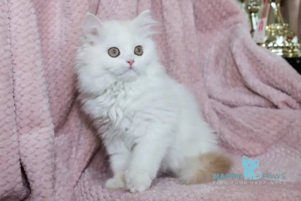 Hanna Scottish Straight female cream silver van tabby live animals