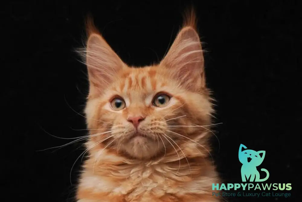 Hannah Maine Coon female red live animals