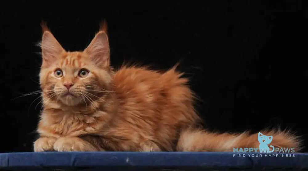 Hannah Maine Coon female red live animals