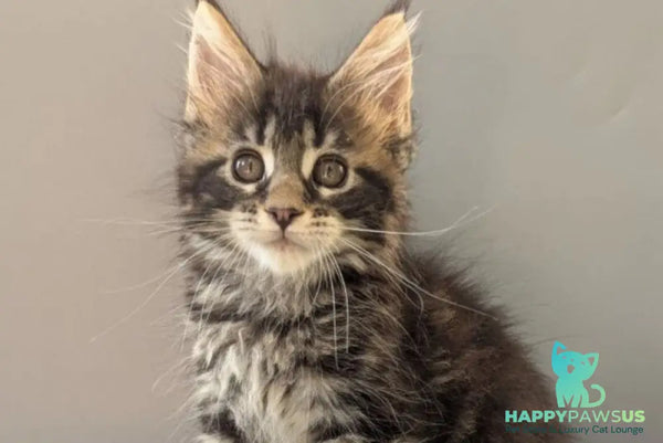 Hanny Maine Coon female black tabby - live animals