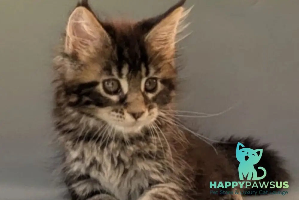 Hanny Maine Coon female black tabby - live animals