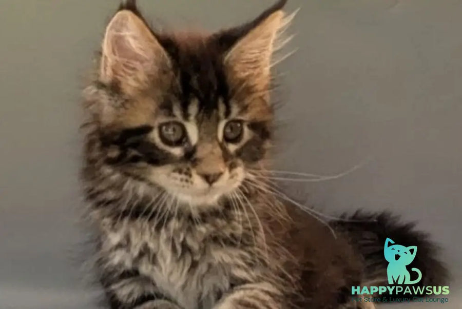 Hanny Maine Coon female black tabby - live animals