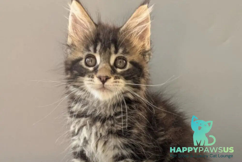 Hanny Maine Coon female black tabby - live animals