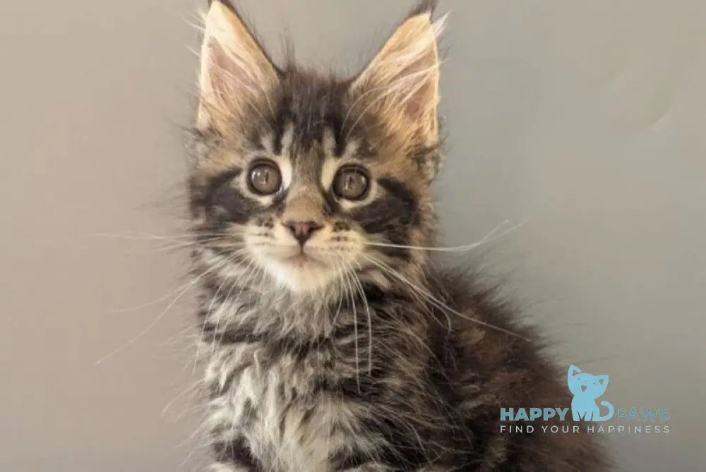 Hanny Maine Coon female black tabby - live animals