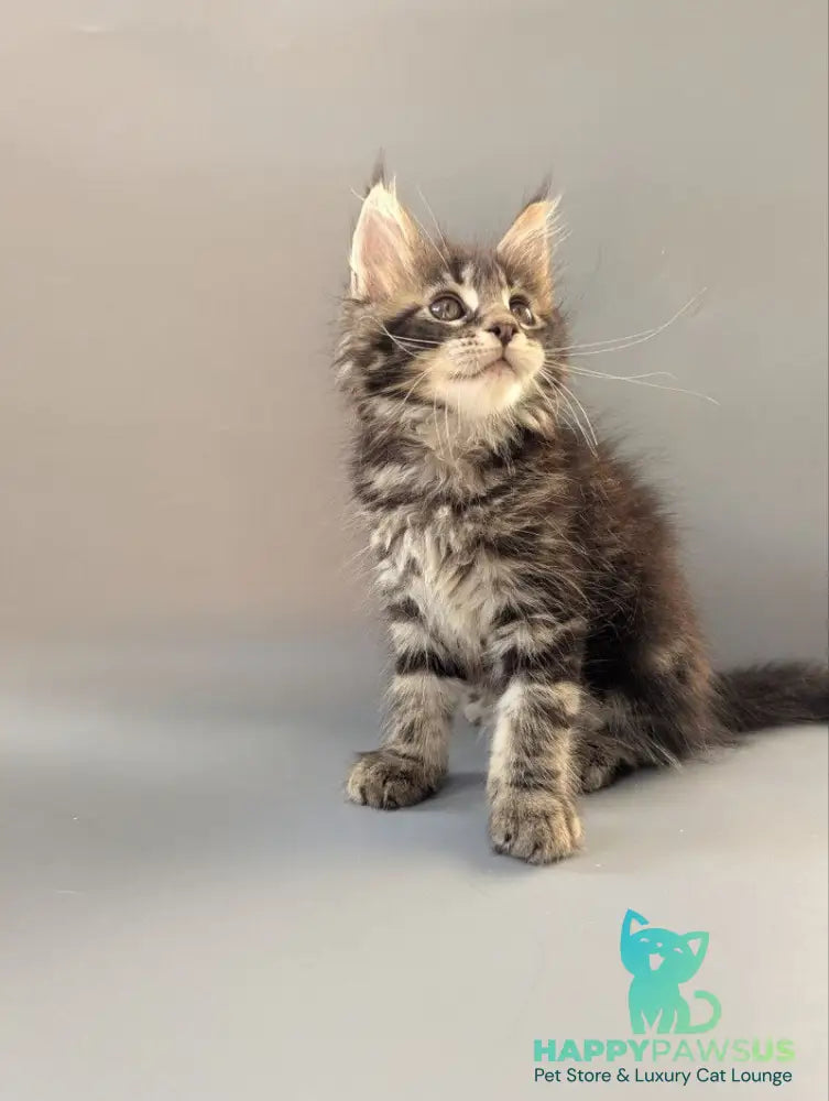 Hanny Maine Coon female black tabby - live animals