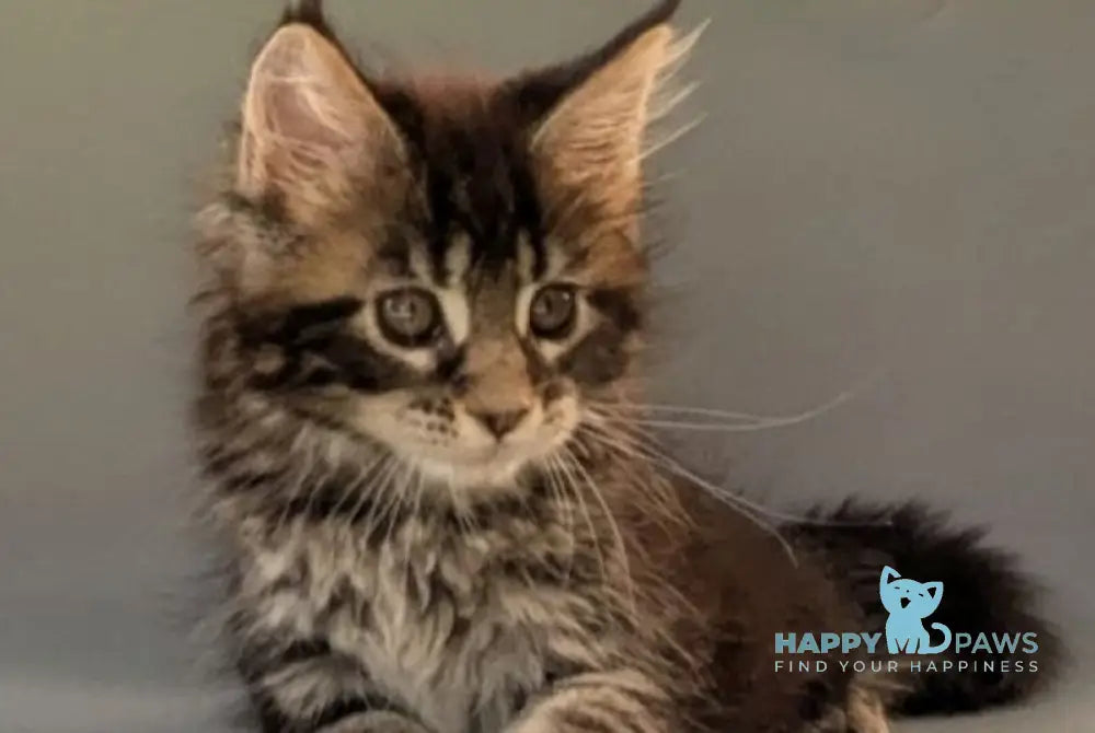 Hanny Maine Coon female black tabby - live animals