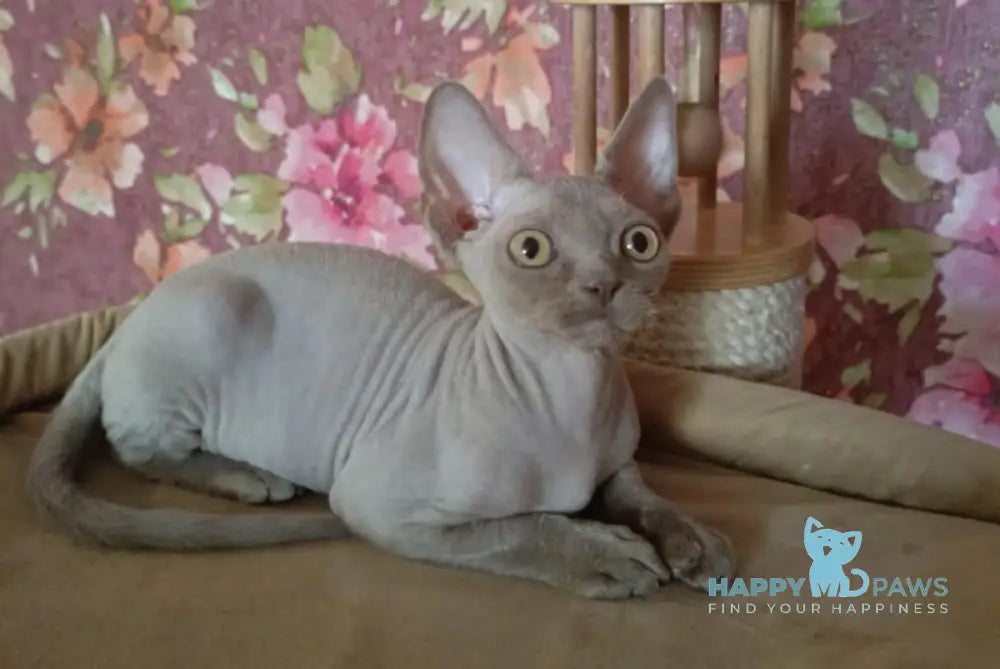 Hans Devon Rex male lilac live animals