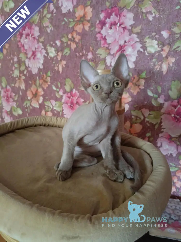 Hans Devon Rex male lilac live animals