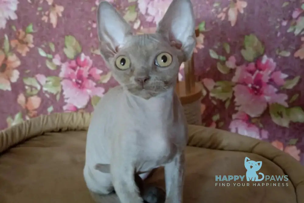 Hans Devon Rex male lilac live animals