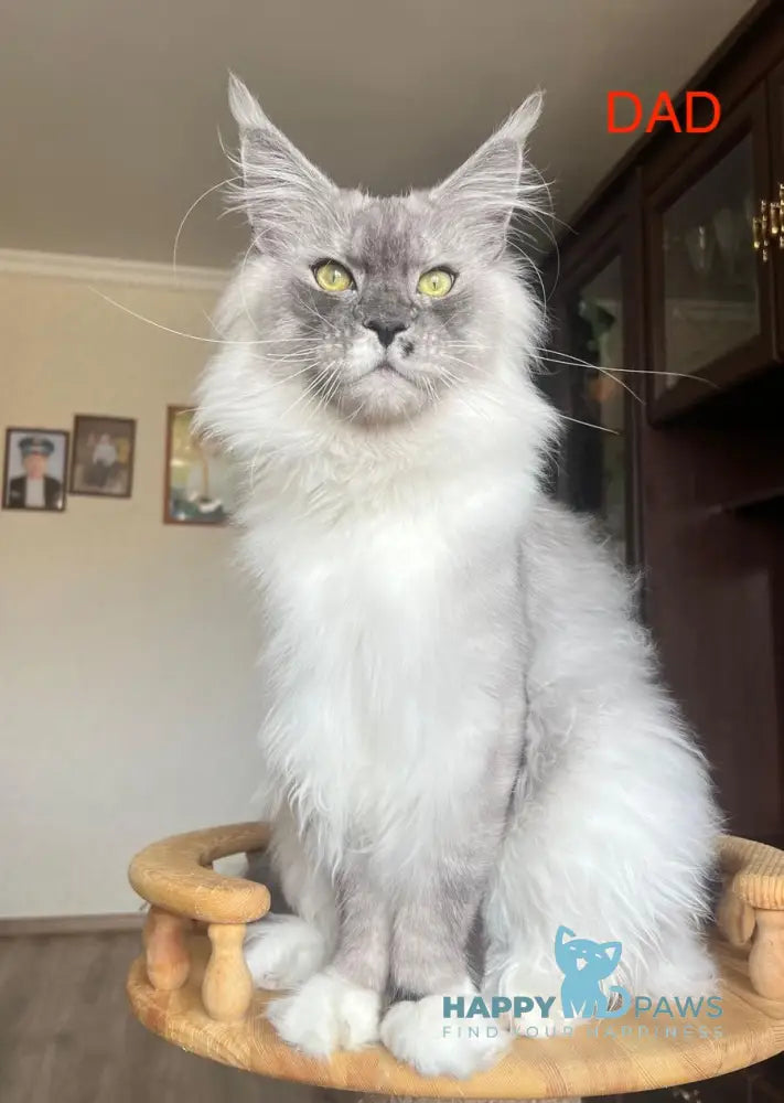 Hans Maine Coon male black smoke live animals