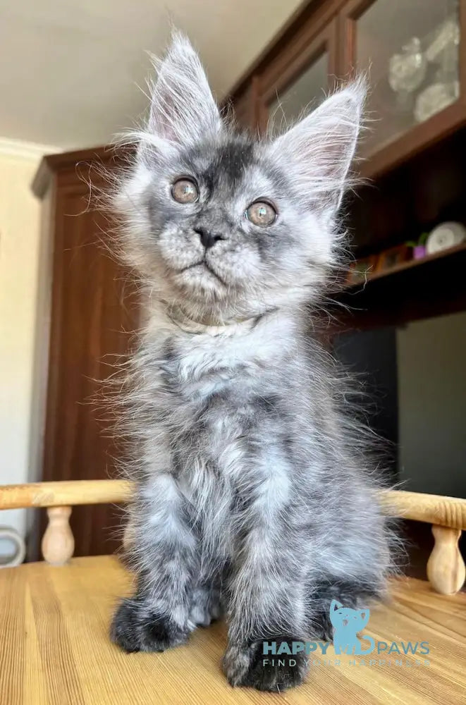 Hans Maine Coon male black smoke live animals