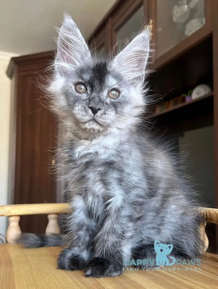 Hans Maine Coon male black smoke live animals