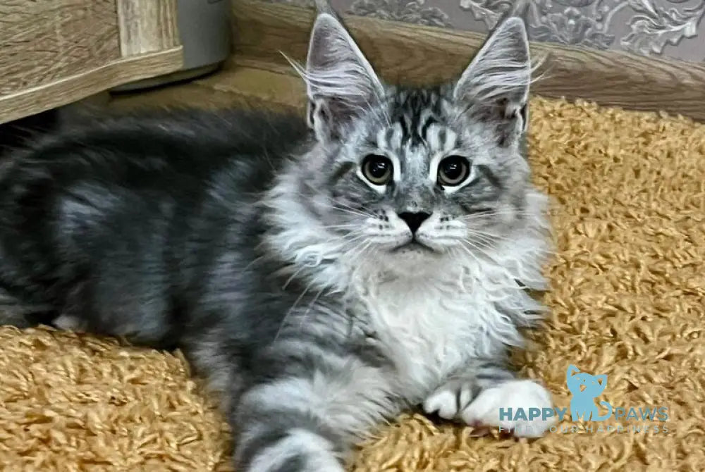 Hanter Maine Coon polydactyl male black silver tabby bicolour live animals