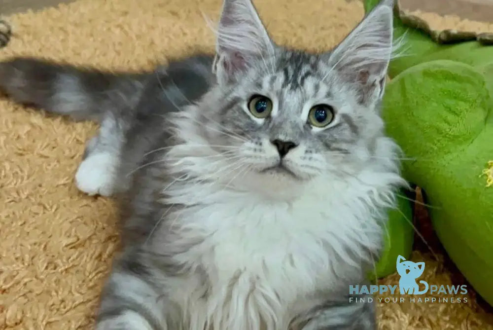 Hanter Maine Coon polydactyl male black silver tabby bicolour live animals