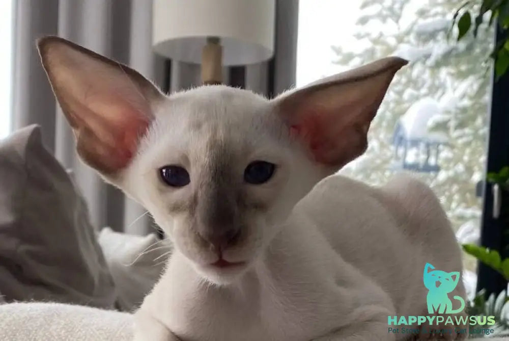 Hanter Siamese male lilac live animals