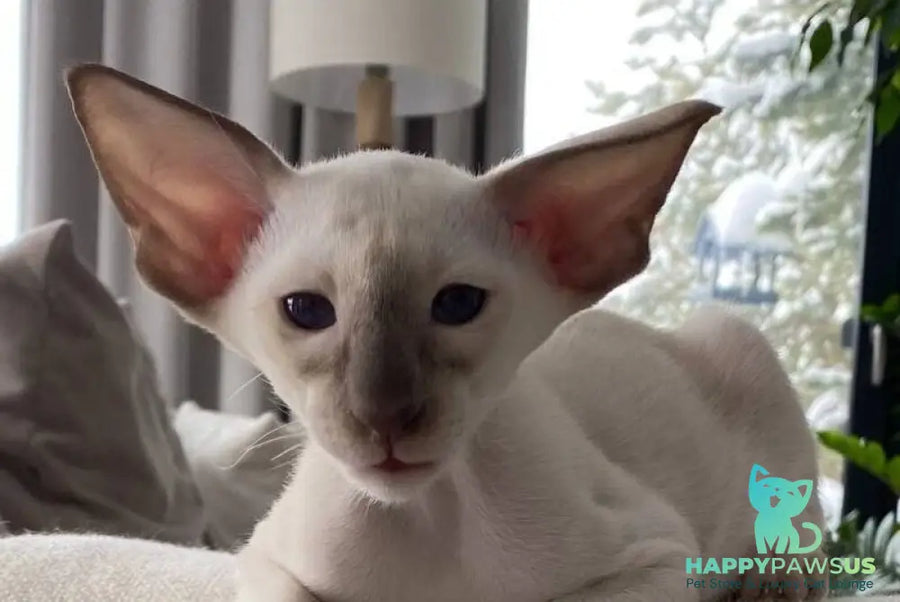Hanter Siamese male lilac live animals