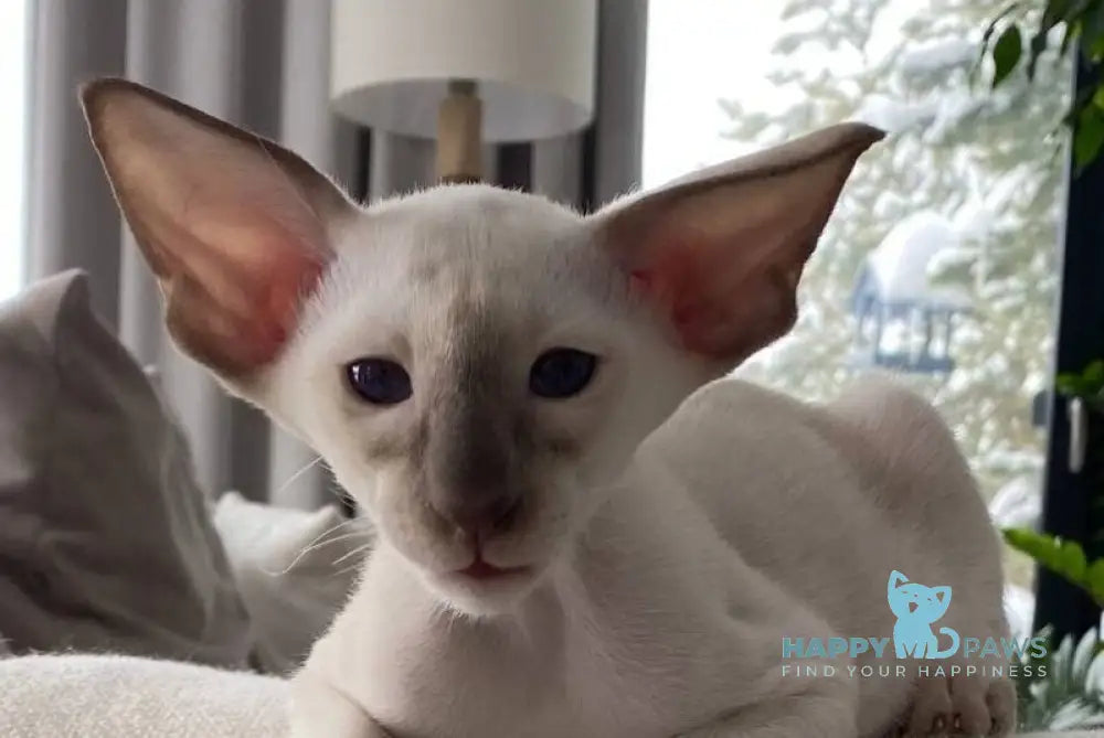Hanter Siamese male lilac live animals
