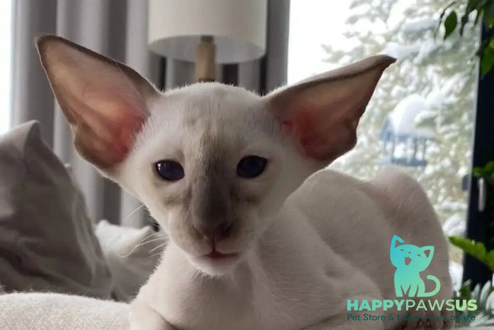 Hanter Siamese male lilac live animals