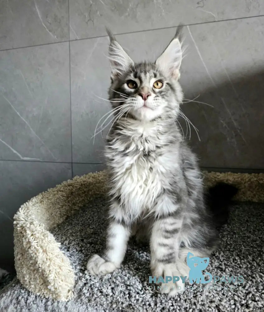 Happi Maine Coon male blue silver tabby live animals