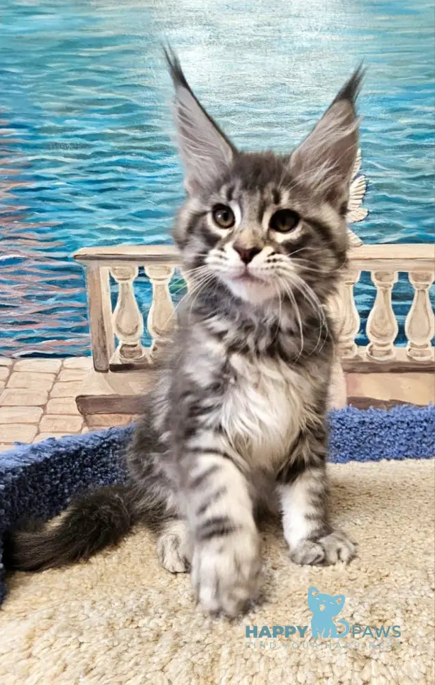 Happi Maine Coon male blue silver tabby live animals
