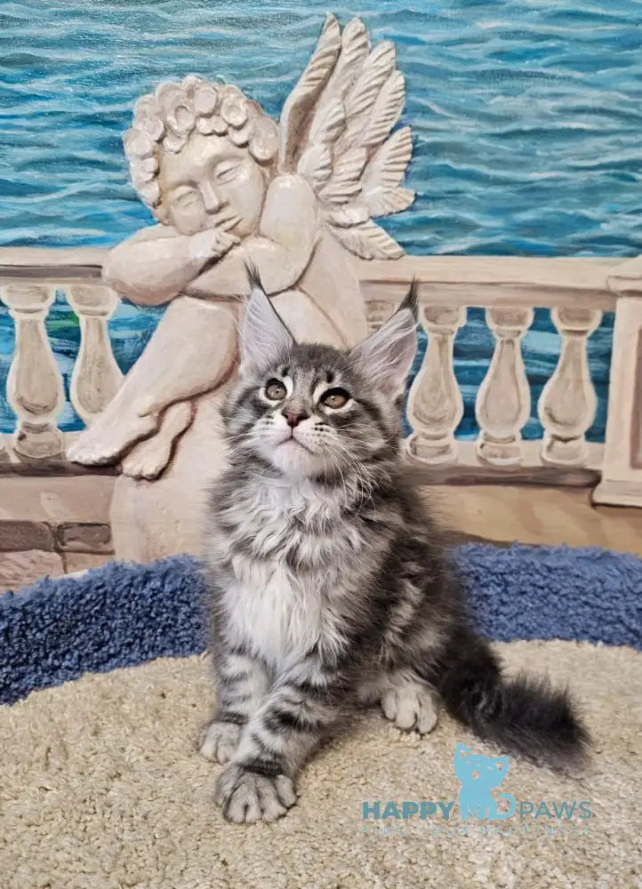 Happi Maine Coon male blue silver tabby live animals