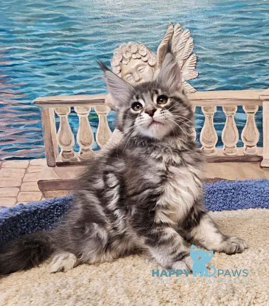 Happi Maine Coon male blue silver tabby live animals