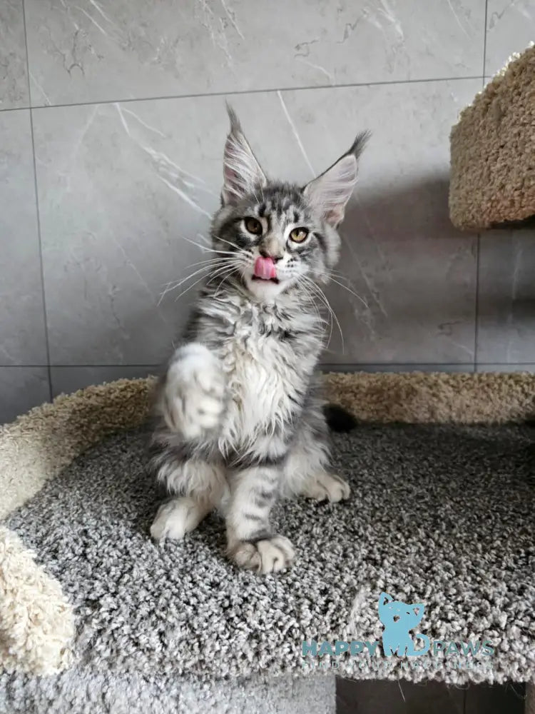 Happi Maine Coon male blue silver tabby live animals